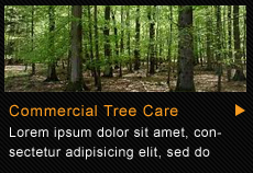 Commercial tree care